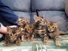 Бенгальские котята - маленькие леопардики