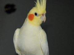 Говорящий попугай корелла