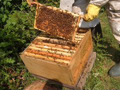 Улей, рамки и все для пчёл
