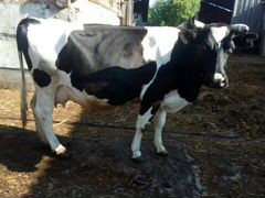 Корова галштино-фризской породы