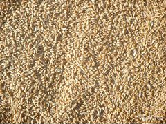 Фуражное зерно, пшеница