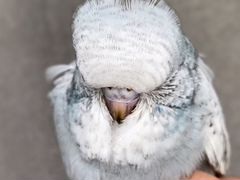 Ввп Чехи птенцы выставочный волнистый попугай