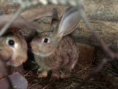 Кролики Фландерс