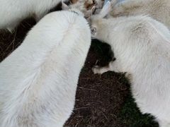 Козлята от зааненские коз возраст 4 месяца