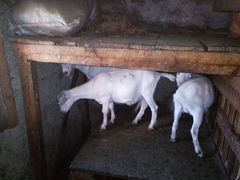 Продам алтайскую дойную козу