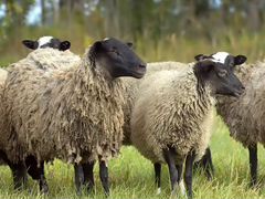 Овцы, баран романовской породы
