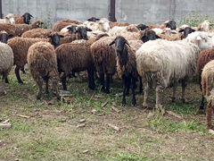 Овцы Бараны