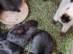 Кролики 2 месяца