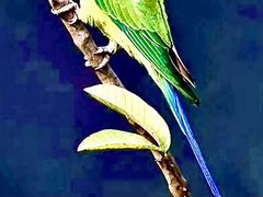 Сливоголовые попугаи птенцы выкормыши