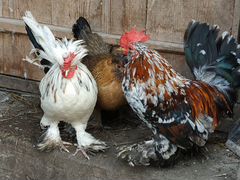 Инкубационные яйца породистых кур