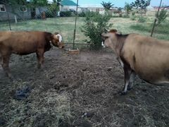 Корова и бычок