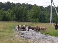 Овцы,Бараны