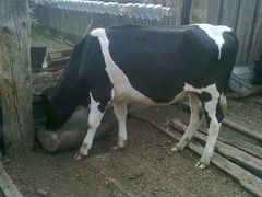 Две телки по 18 месяцев от продуктивных коров