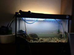 Красноухие черепахи с аквариумом 150литров
