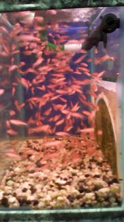 Аквариумные рыбки розовый данио