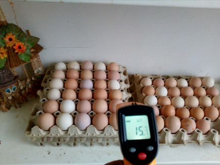 Яйцо домашних кур несушек