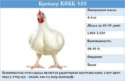 Цыплята бройлеры Кобб500