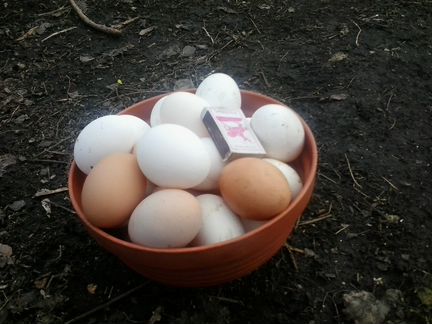 Инкубационное куриное яйцо смешанных пород