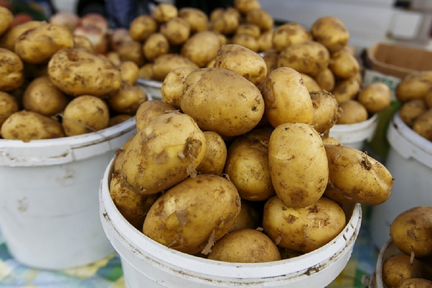 Семенной картофель питомник Чита Оптом и в розницу
