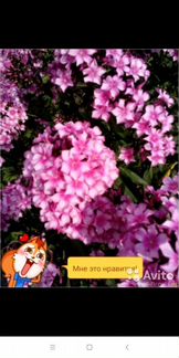 Многолетние цветы Хоста, лилейники, флоксы, ирисы