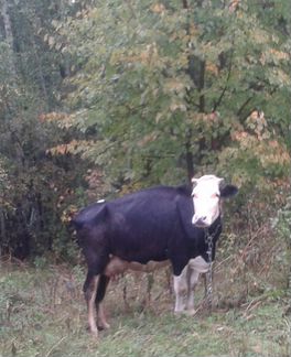 Корова ярославской породы, спокойный характер