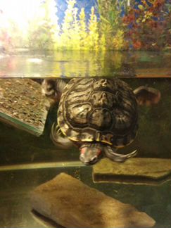 Продаётся водная черепаха с аквариумом