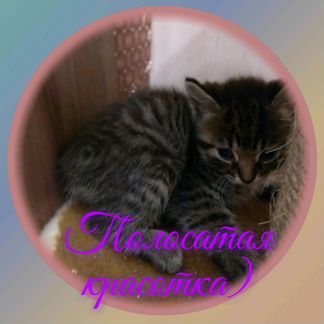 Милые котята ищут заботливых хозяев)
