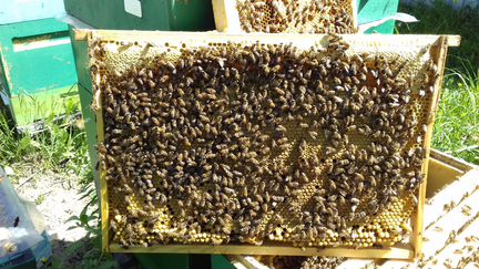 Пчелопакеты и семьи бакфаст