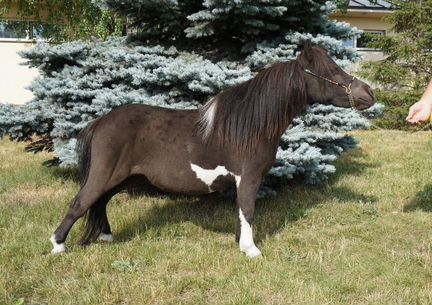 Миниатюрная лошадь мини-люкс рост 67см (мини пони)