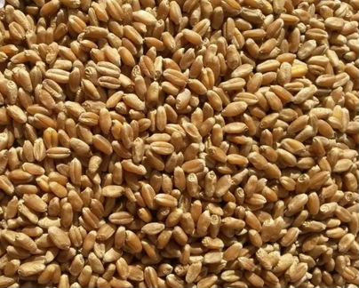 Пшеница. Урожай 2019