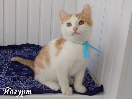 Очаровательный котенок Йогурт(порода турецкий ван)