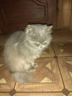 Кошка персидская