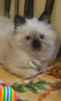 Сибирский котёнок-кошечка