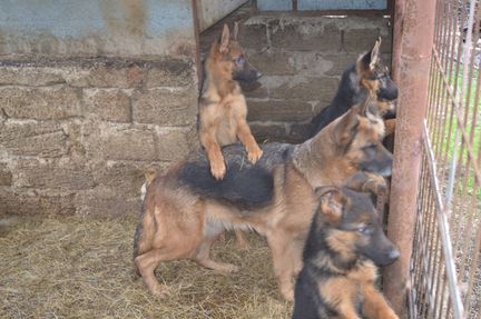 Продам подрощенных щенков немецкой овчарки