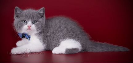 Котята Британской кошки (биколор) - Помесь