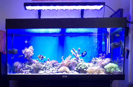 Морской аквариум 200 литров