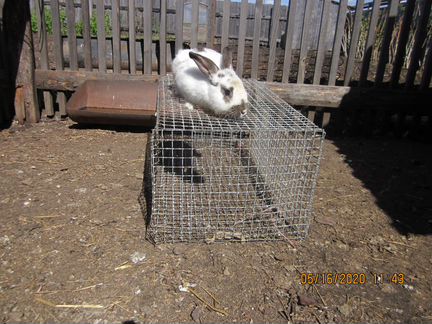 Кролики Продам