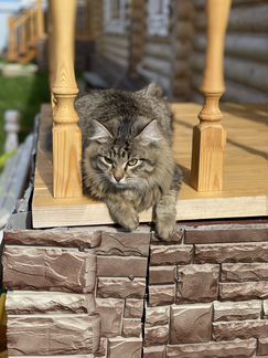Сибирский кот с павлиньим хвостом