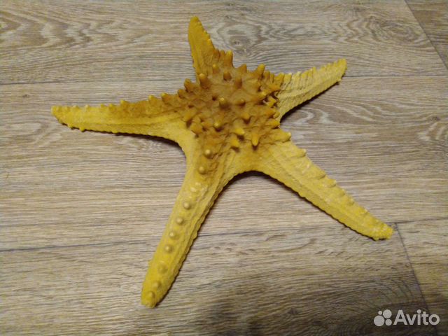 Звезда морская