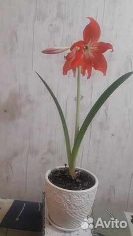 Лилия домашняя (гиппеаструм)