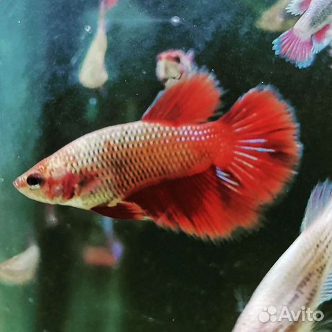 Рыбка Петушок, Halfmoon Betta