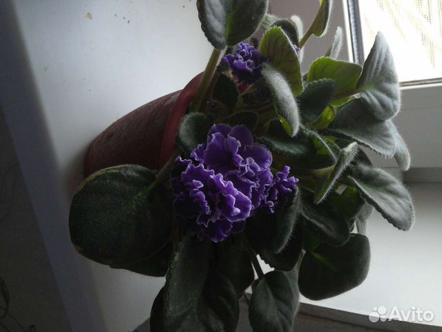 Фиалки продажа