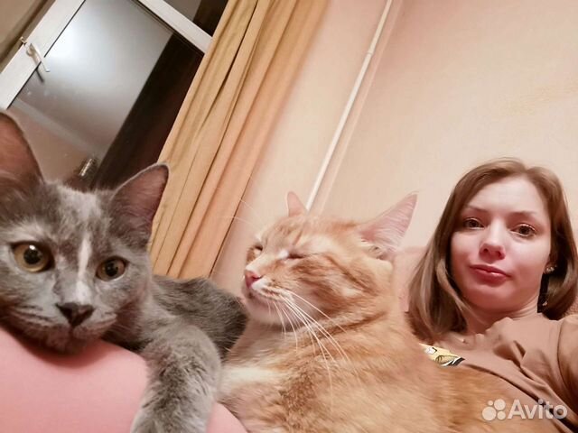 Передержка кошек (зооняня)