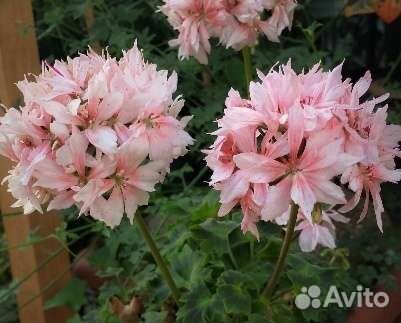 Пеларгония звезчатая,герань