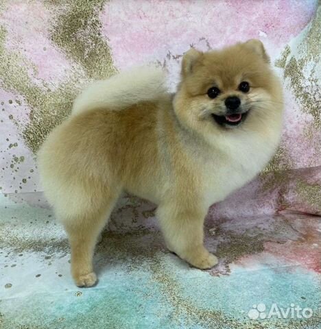 Померанский шпиц вязка