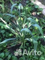 Многолетние растения,эримурус жасмин гортензия и