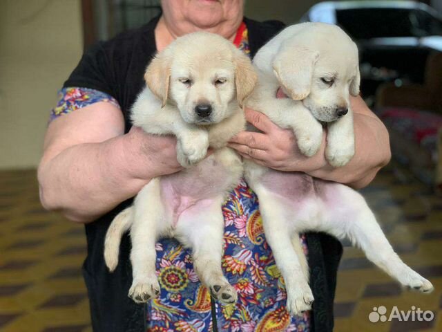 Авито Владикавказ Собаки Продажа
