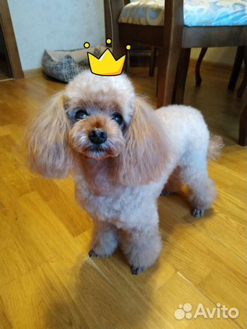 Стрижка собак / Груминг