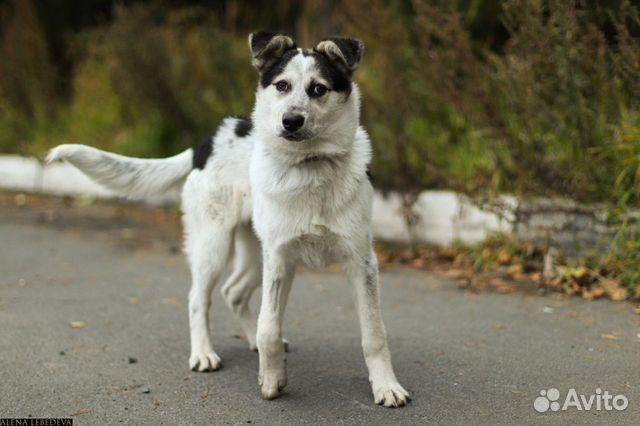 Собаки Снежинка