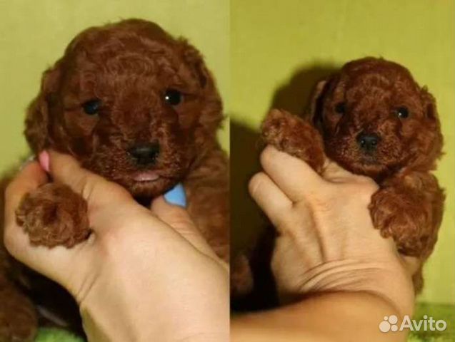 Карликовый пудель черный. Карликовый пудель жемчужный. Выставочная стрижка пуделя. Пудель ставрополь. Пудель ставрополь.